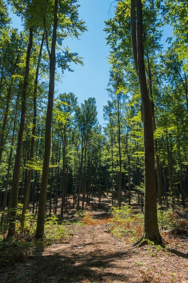 A Piece Of Blue Sky In The Gap Between The Treetops Growing In The Forest With High Smooth Trunks Without Branches.