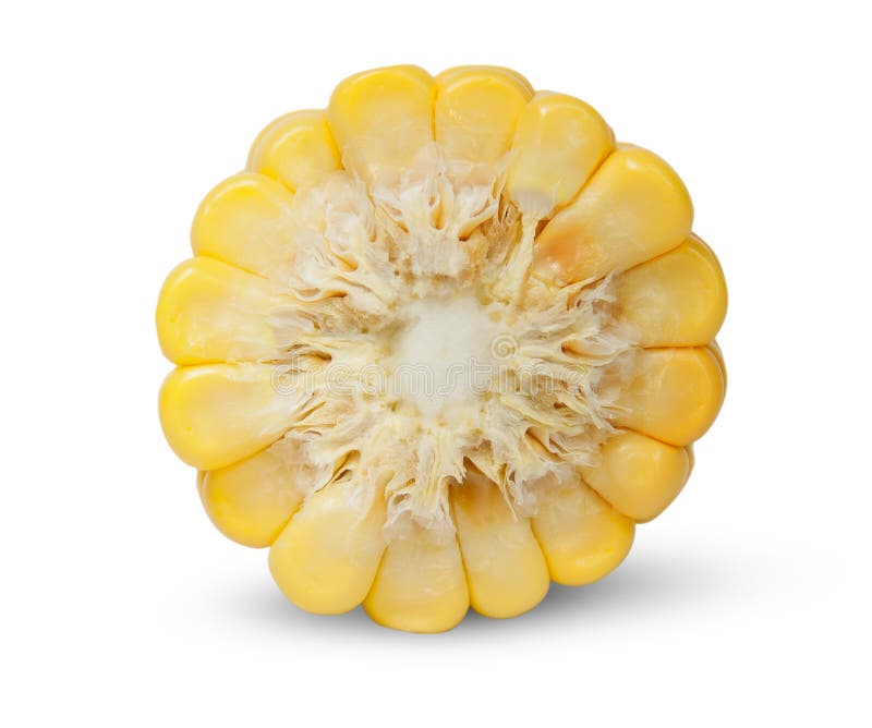 Piece of Corn Cob an End View Stock Photo Image of food, grain 59438176