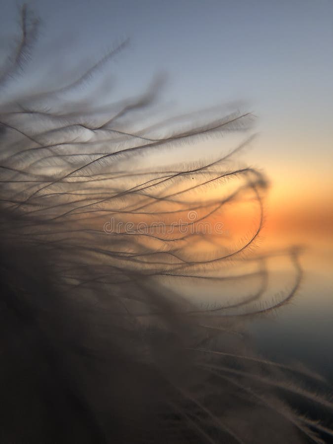 Soft duck feather, green nature