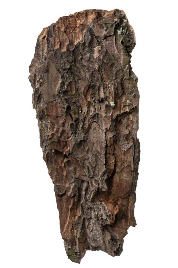 A Piece of Pine Bark, Tree Bark Isolated on White Background, with