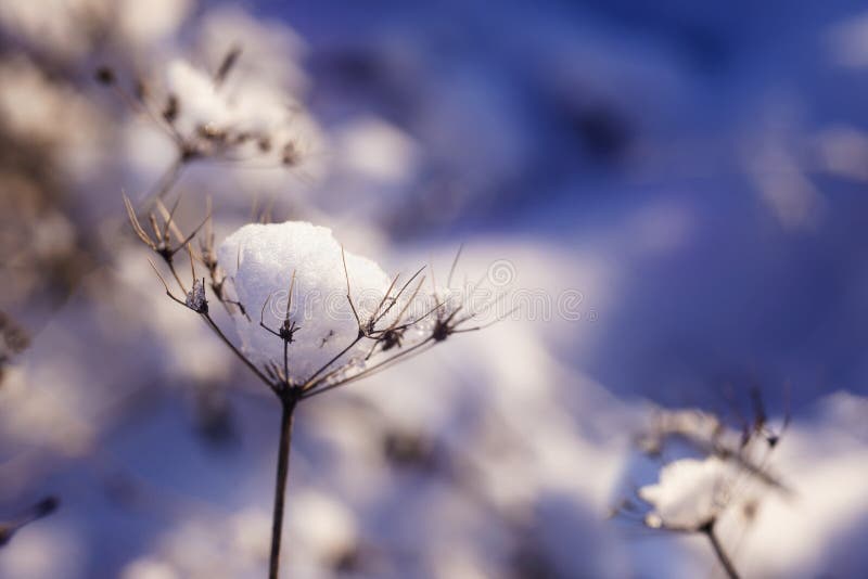 Piece of Snow on a Dried Twig in Winter Stock Image Image of bush