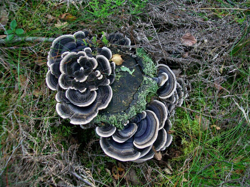 Pieczarkowi trametes versicolor zdjęcia stock Pieczarkowi trametes versicolor zdjęcia stock
