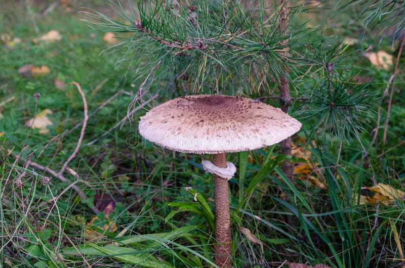 Pieczarkowy parasol z białą nakrętką obrazy stock Pieczarkowy parasol z białą nakrętką obrazy stock