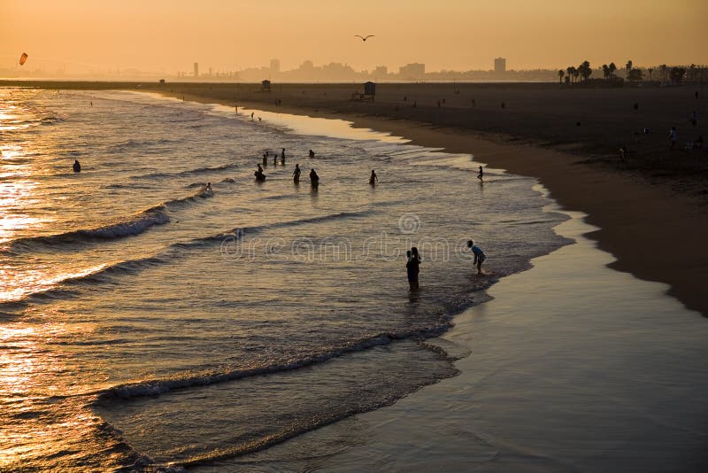 pieczęć na plaży słońca zdjęcia stock pieczęć na plaży słońca zdjęcia stock