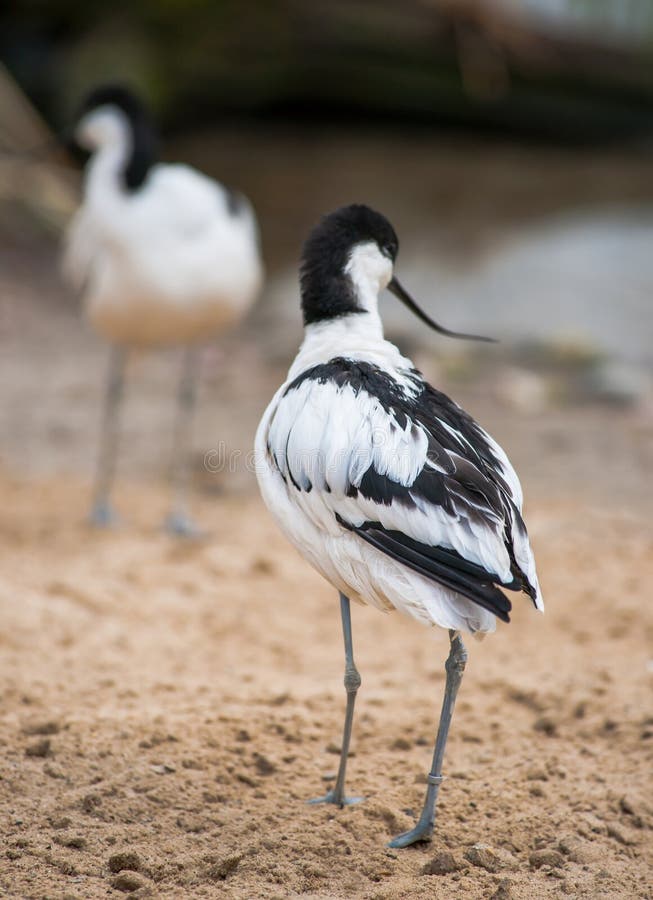 Pied avocet: black and white wader stock photos Pied avocet: black and white wader stock photos