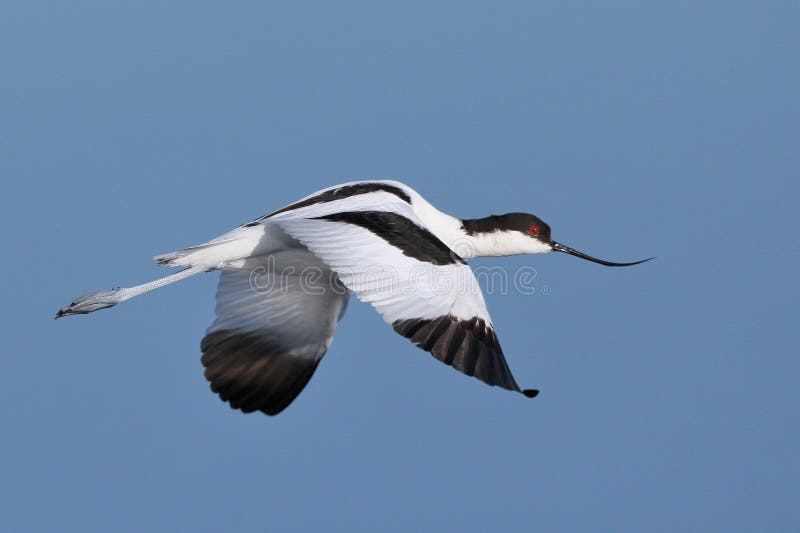 Pied Avocet flying over water