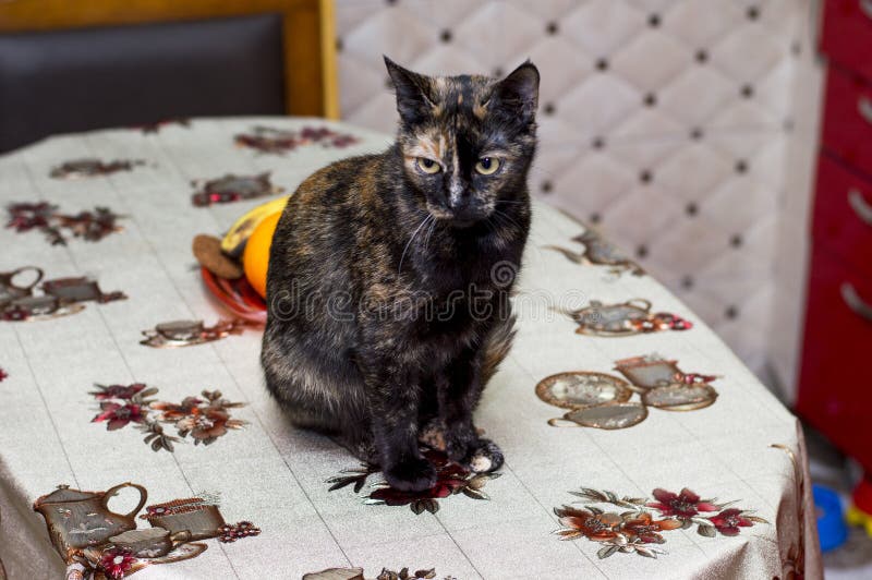 Pied Cat on the Kitchen Table Stock Image Image of charm, facing 177386053