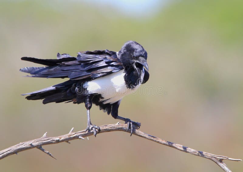 American Crow perched stock image. Image of feathers, wild 6575555