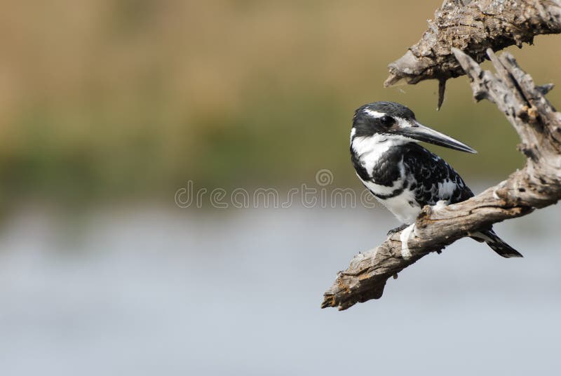 Pied kingfisher bird above a lake looking to side