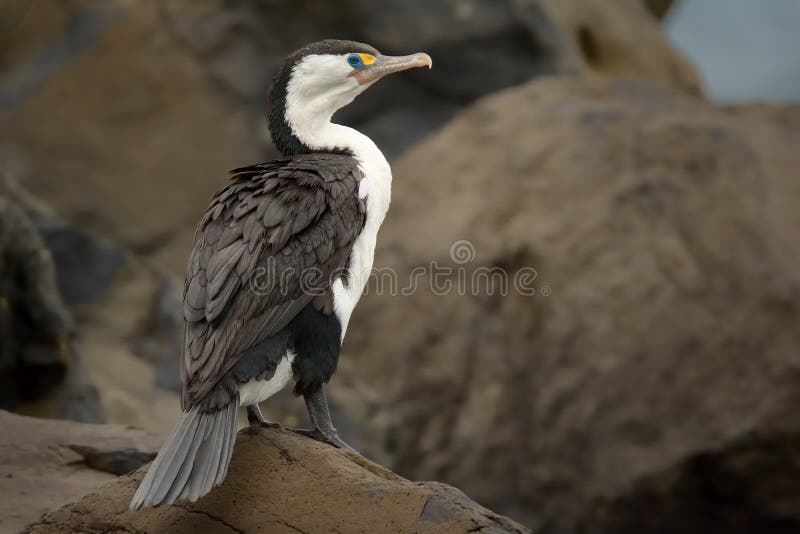 Pied Shag & x28;Phalacrocorax varius& x29