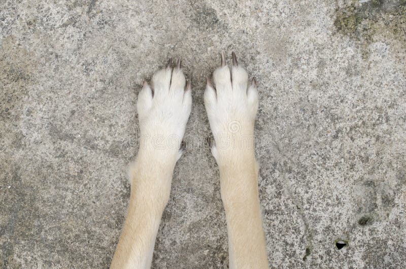 Feet dog. Собачьи ноги на ламинате.