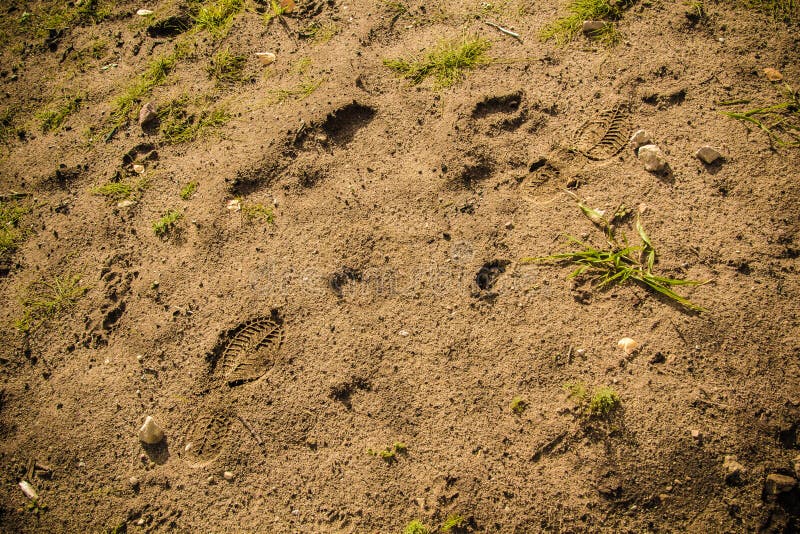 Piedi di stampe su una sabbia bagnata fotografie stock libere da diritti Piedi di stampe su una sabbia bagnata fotografie stock libere da diritti