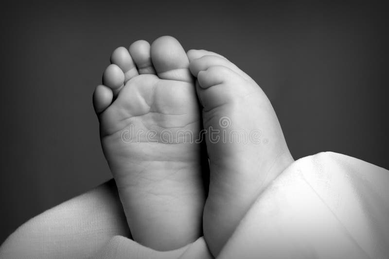 Pieds Noirs Et Blancs Image Stock Image Du Domestique Pieds Noirs Et Blancs Image Stock Image Du Domestique