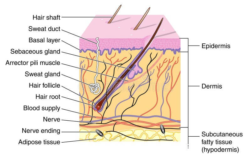 Cross section of skin showing the various layers and structural elements. Cross section of skin showing the various layers and structural elements