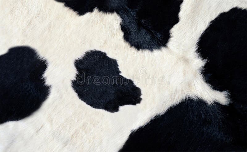 Piel blanco y negro real de la vaca fotografía de archivo Piel blanco y negro real de la vaca fotografía de archivo