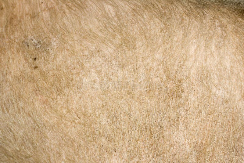 Textura De La Piel De Cerdo