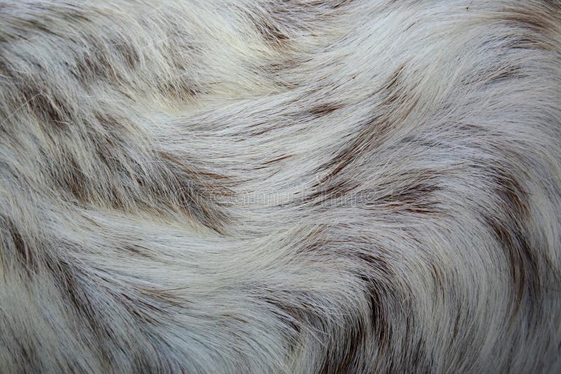 Primer De La Piel Y Del