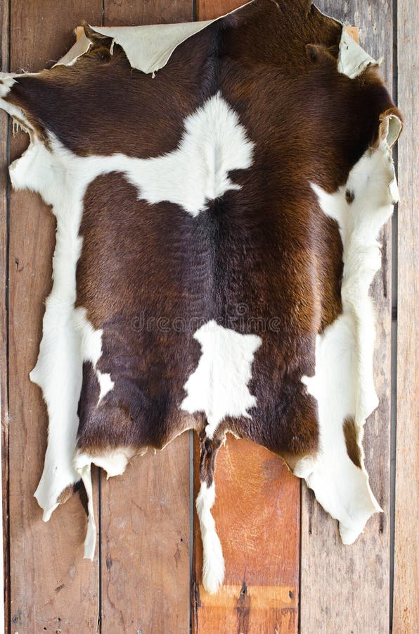Piel de la vaca imagen de archivo. Imagen de travieso, fondo 129931