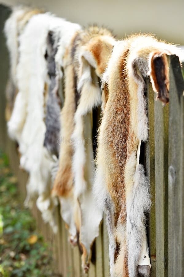 Piel de los animales para la ropa en una cerca de madera foto de archivo Piel de los animales para la ropa en una cerca de madera foto de archivo