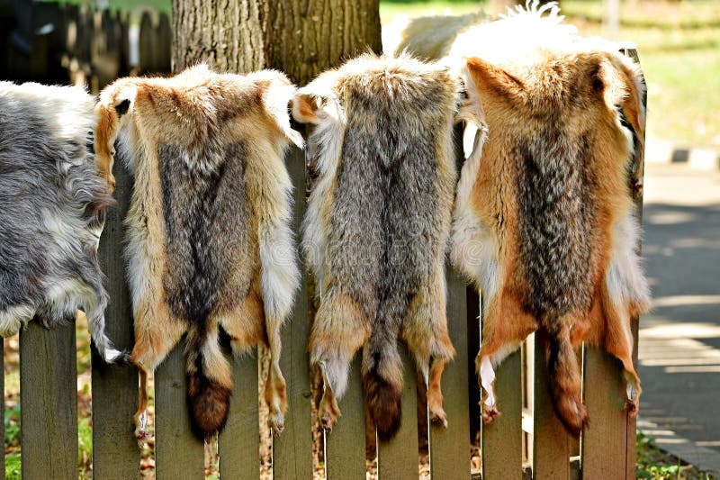 Piel de los animales para la ropa en una cerca de madera foto de archivo libre de regalías Piel de los animales para la ropa en una cerca de madera foto de archivo libre de regalías