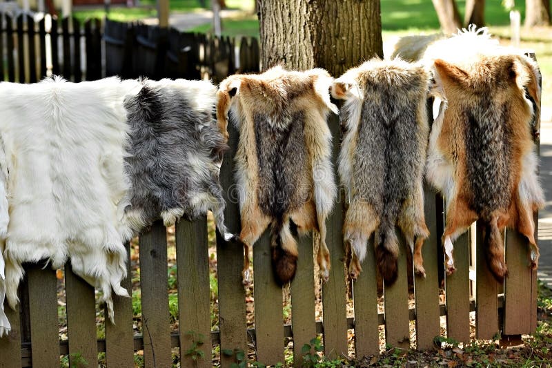 Piel de los animales para la ropa en una cerca de madera foto de archivo libre de regalías Piel de los animales para la ropa en una cerca de madera foto de archivo libre de regalías