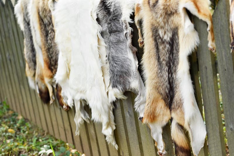 Piel de los animales para la ropa en una cerca de madera imágenes de archivo libres de regalías Piel de los animales para la ropa en una cerca de madera imágenes de archivo libres de regalías