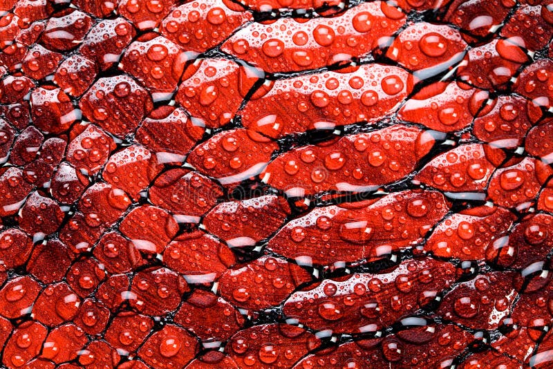 Red snake skin, texture. Aqua, water drop, tear on skin. Red snake skin, texture. Aqua, water drop, tear on skin.