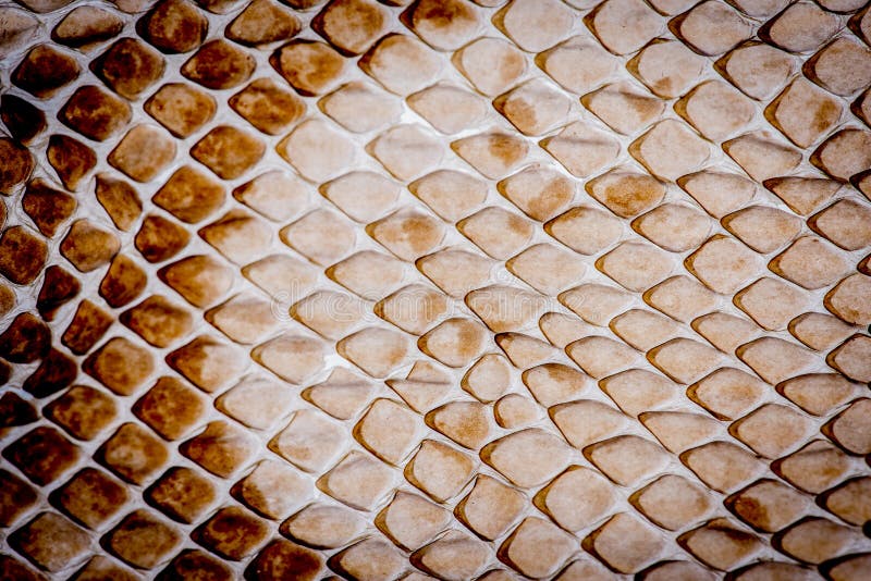obesidad filosofía Camarada Piel De Serpiente - Textura Foto de archivo - Imagen de microscopio,  modelado: 122589458