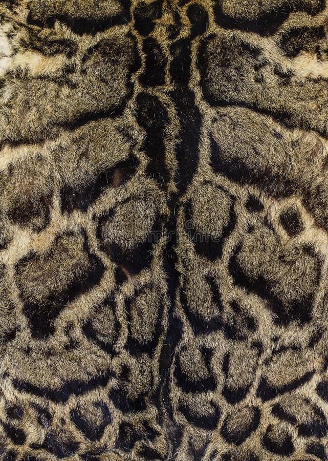 Piel de un leopardo nublado imágenes de archivo libres de regalías Piel de un leopardo nublado imágenes de archivo libres de regalías