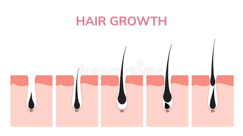 Piel del ciclo de crecimiento del pelo Fase del anagen de la anatomía del folículo, ejemplo del diagrama del crecimiento del pelo