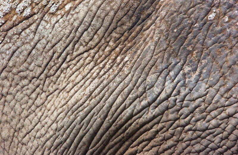 A close up of elephant skin. A close up of elephant skin