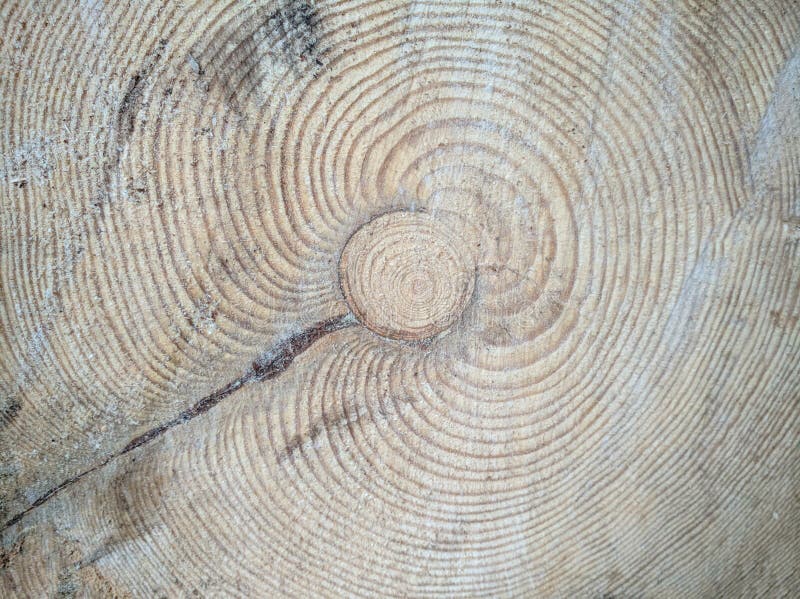 Pielęgnacja drzewa, drewna, drewna opałowego Lumberjack Tło drewna Sosna piłowana Kora drzewna Tło rozciętego, gładkiego drewna zdjęcia stock