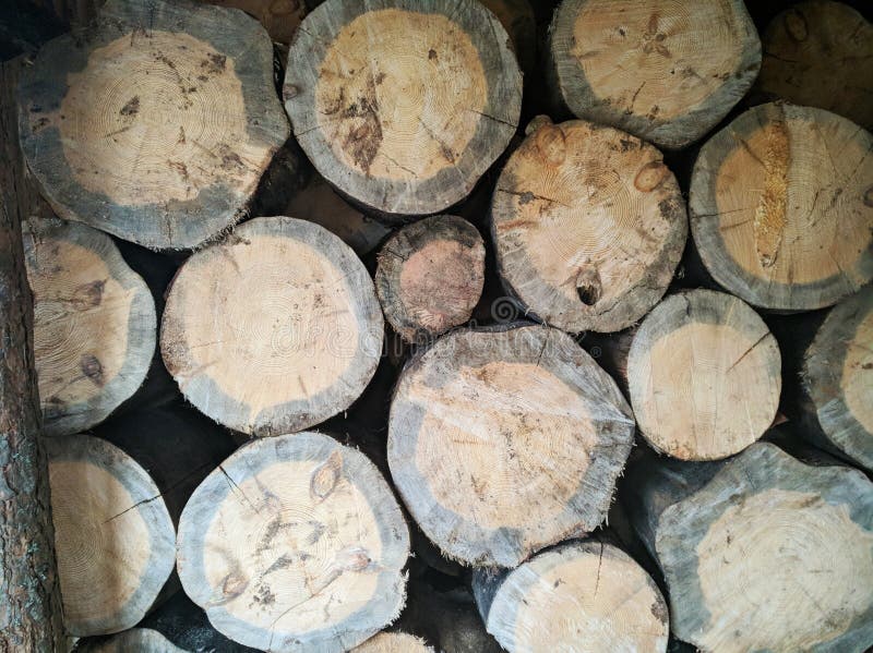Pielęgnacja drzewa, drewna, drewna opałowego Lumberjack Tło drewna Sosna piłowana Kora drzewna Tło rozciętego, gładkiego drewna zdjęcia stock