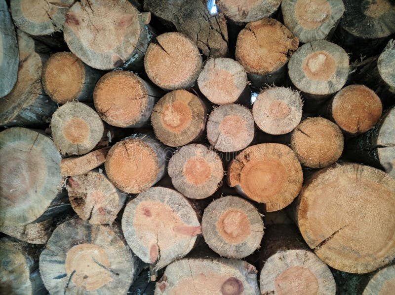 Pielęgnacja drzewa, drewna, drewna opałowego Lumberjack Tło drewna Sosna piłowana Kora drzewna Tło rozciętego, gładkiego drewna fotografia stock