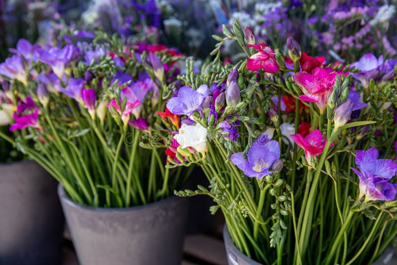 Pieni secchi di freesia appena tagliata, bellissimi fiori di colore blu, viola, rosa in primavera al negozio di fiori greci