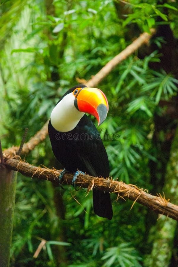 Pieprzojad w lesie tropikalnym z drzewem i ulistnieniem w ranku po rain Iguazu ptaka park Brazylia fotografia royalty free Pieprzojad w lesie tropikalnym z drzewem i ulistnieniem w ranku po rain Iguazu ptaka park Brazylia fotografia royalty free