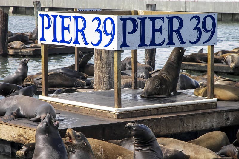 Pier 39 Seals stock image. Image of seal, fishermans 29624647