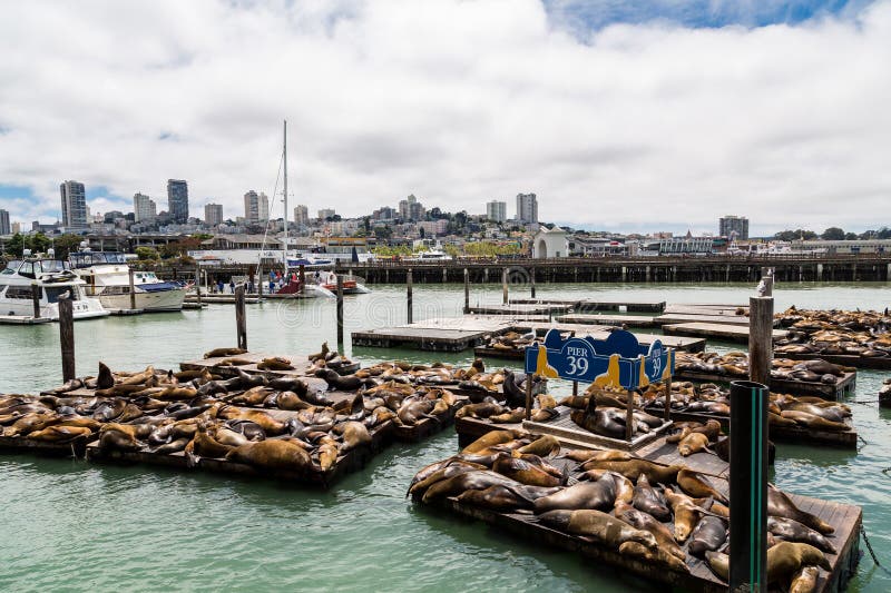 Pier 39 Harbor Seals stock photo. Image of wild, lions 84657674