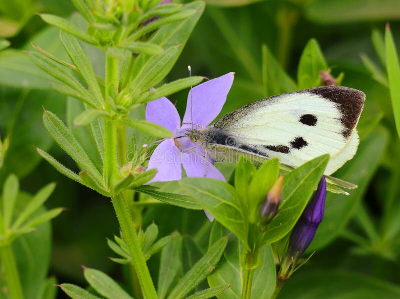 Pieris brassicae butterfly och periwinkle portugal arkivfoto