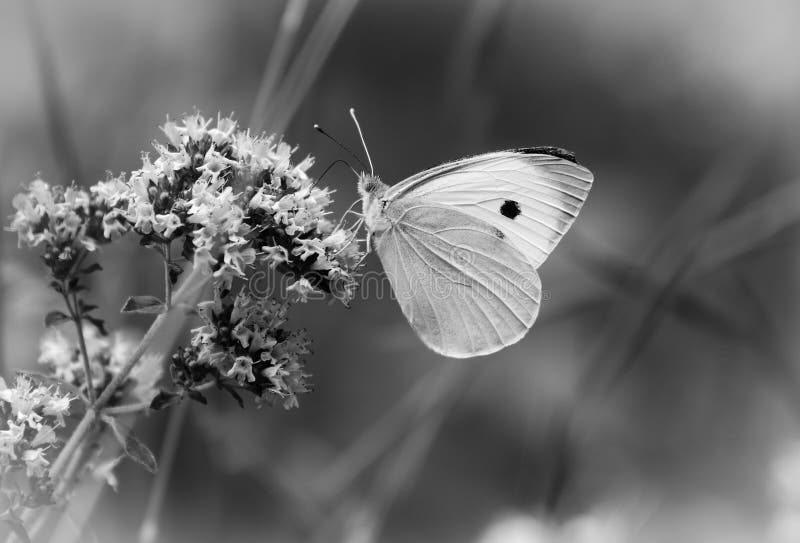 Pieris Brassicae, the Large White, Also Called Cabbage Butterfly ...