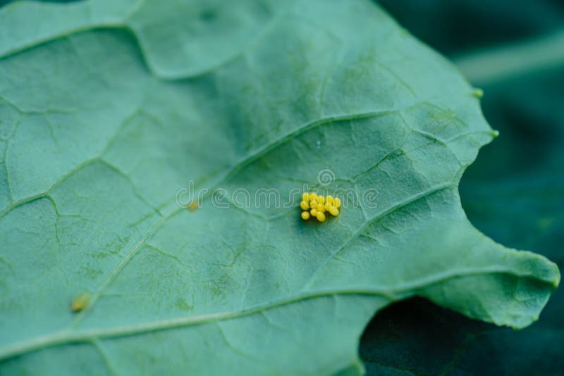 Pieris brassicae larvae stock photo. Image of cabbageworm 257471770