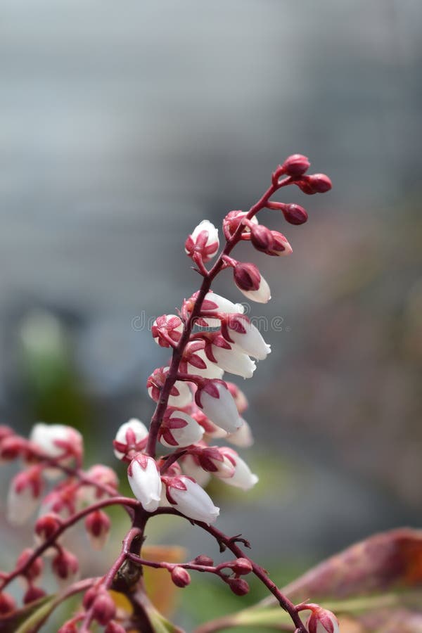 Pieris giapponese Dorothy Wyckoff fotografia stock Pieris giapponese Dorothy Wyckoff fotografia stock