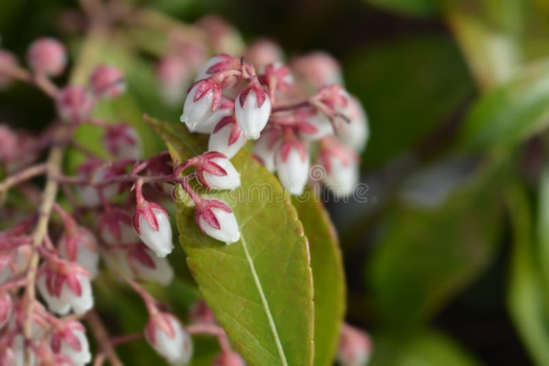 Pieris giapponese Dorothy Wyckoff fotografie stock libere da diritti Pieris giapponese Dorothy Wyckoff fotografie stock libere da diritti