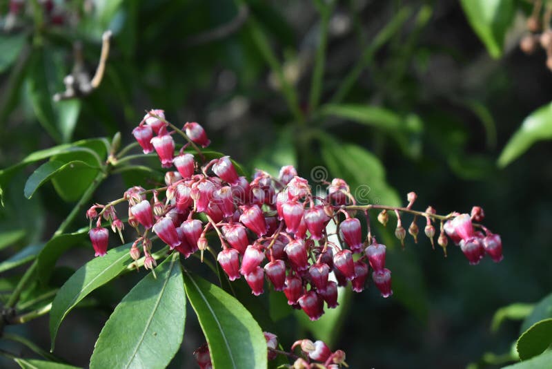 Pieris japonica Anlage, die im Garten wächst lizenzfreie stockfotografie Pieris japonica Anlage, die im Garten wächst lizenzfreie stockfotografie