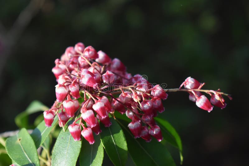 Pieris japonica Anlage, die im Garten wächst lizenzfreies stockbild Pieris japonica Anlage, die im Garten wächst lizenzfreies stockbild