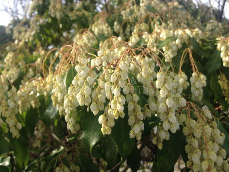 Pieris Japonica, japanisches Andromeda-'Tempel-Bell-' Betriebsblühen lizenzfreies stockfoto Pieris Japonica, japanisches Andromeda-'Tempel-Bell-' Betriebsblühen lizenzfreies stockfoto