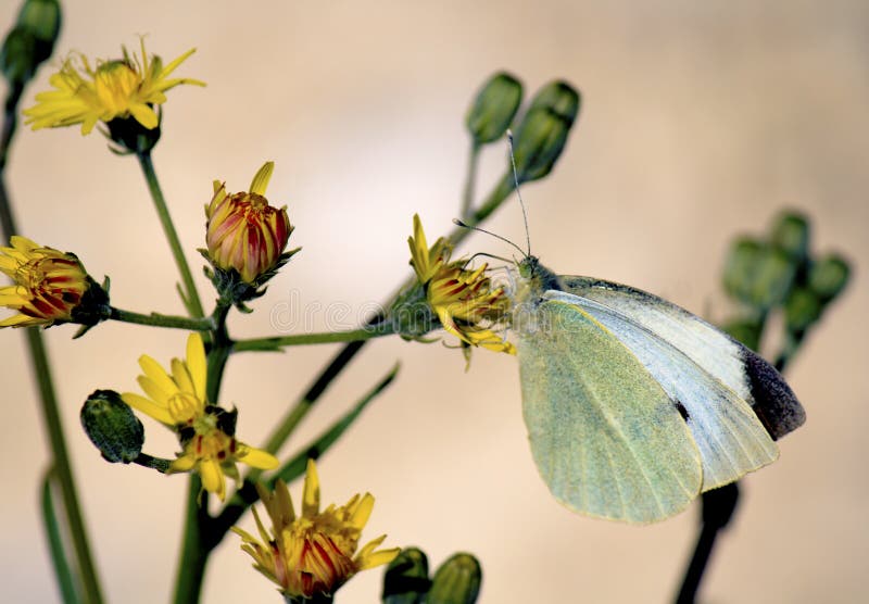 Pieris rapae butterfly