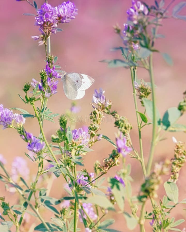 Pieris rapae