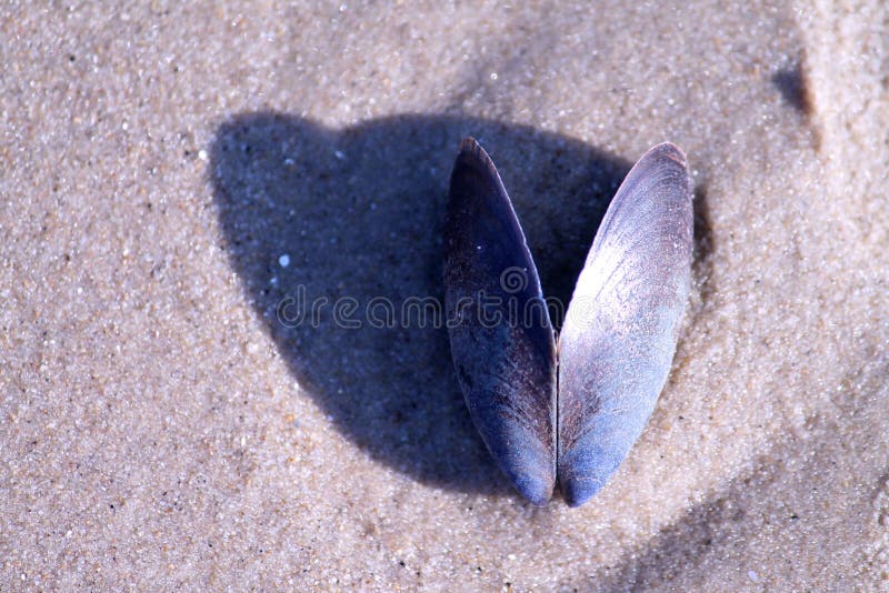 Pierre de mer sur le sable de plage images libres de droits Pierre de mer sur le sable de plage images libres de droits
