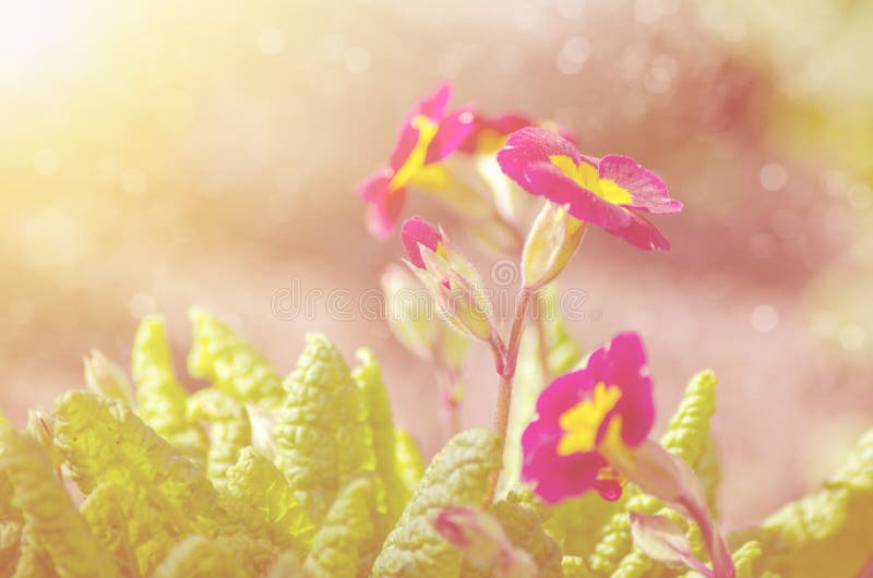 Pierwiosnkowy Primula z czerwonymi kwiatami Inspiracyjny naturalny kwiecisty wiosny, lata kwitnienia ogród lub lub i obrazy royalty free Pierwiosnkowy Primula z czerwonymi kwiatami Inspiracyjny naturalny kwiecisty wiosny, lata kwitnienia ogród lub lub i obrazy royalty free